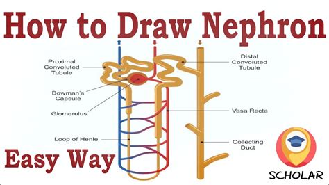 How To Draw Nephron Easily CBSC Class 10 Class 9 Class 11 YouTube