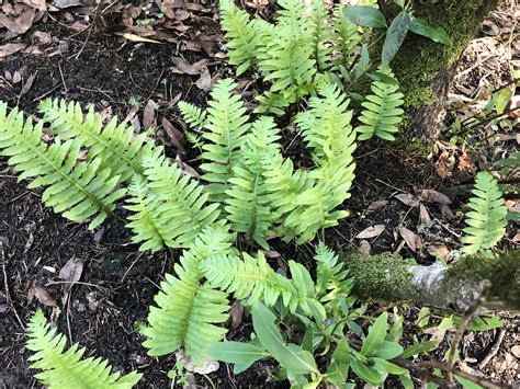 Wild Redwood Forest Fern Oil – The Butterfly Hill