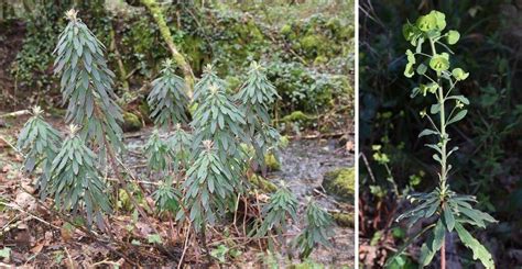 Plantes Toxiques Dans Le Morbihan Attention Aux Fruits Et La S Ve