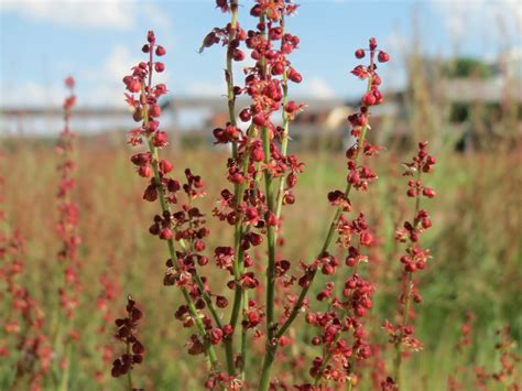 Red Sorrel College Of Agriculture Forestry And Life Sciences