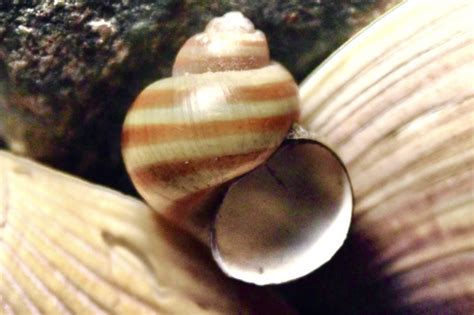 Banded Mystery Snail Callinina Georgiana Inaturalist