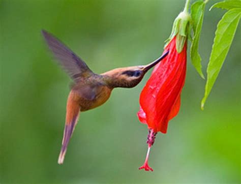 Kit Mudas Hibisco Colibri Vermelh Mudas Cerca Viva Cm