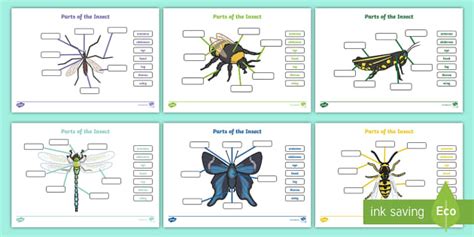 Insect Body Parts Fill In The Blanks Worksheet Twinkl