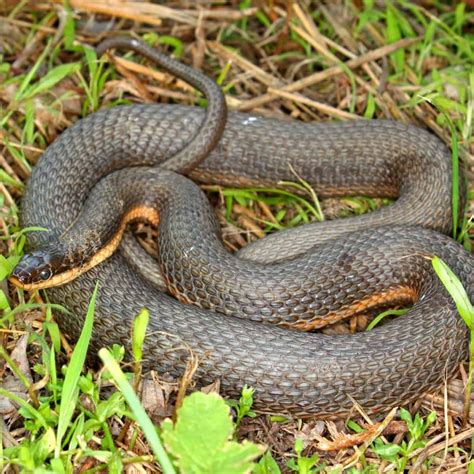 4 Types Of Water Snakes In New York Northern Water Snake Queen Snake