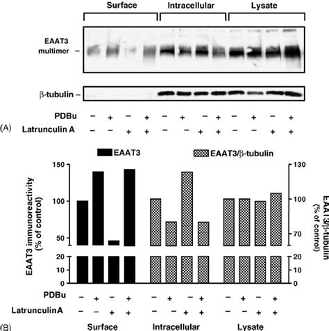 Effects Of Pdbu And Latrunculin A On Eaat Membrane Expression Panel