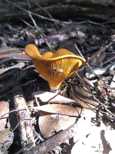 Common Gilled Mushrooms And Allies From Cradle Mountain Lake St Clair