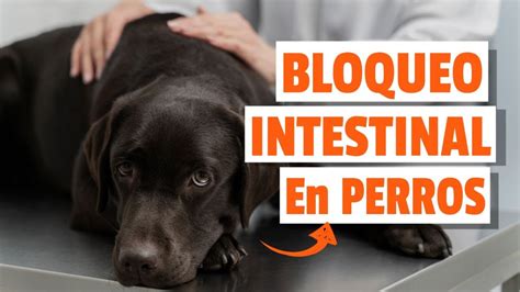 OBSTRUCCIÓN Intestinal En PERROS Síntomas y Tratamiento YouTube