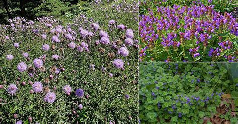 Green Grass Plant With Purple Flowers Best Flower Site