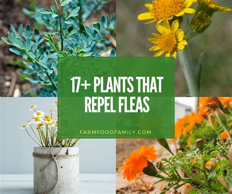 Natural Flea Repellents 17 Best Plants That Repel Fleas