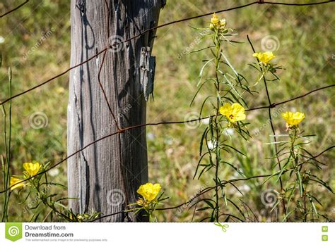 Wildflowers On A Fence Post Stock Image Image Of Post Flowers 71828231