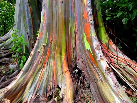 Rainbow Eucalyptus -Discount Flooring Depot Blog