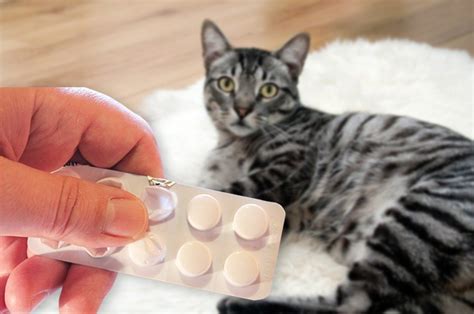 【獣医師監修】猫が薬を飲まない時にちゅーるはok？投薬用ちゅーるの特徴や購入方法