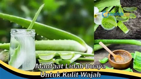 Kamu Wajib Tahu Ini Dia Manfaat Lidah Buaya Yang Bikin Penasaran