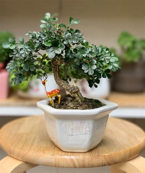 Ý Nghĩa Cây Cần Thăng Và Những điều Bạn Chưa Biết