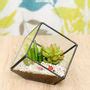 Succulent Glass Cube Terrarium Kit By Dingading