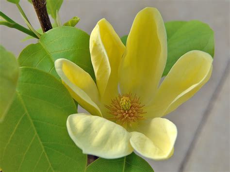 Magnolie Yellow Bird Magnolia Yellow Bird Baumschule Horstmann