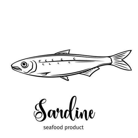 Sardine Illustrations Royalty Free Vector Graphics And Clip Art Istock