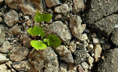 Crecimiento de brotes verdes a través de la vista superior de piedra