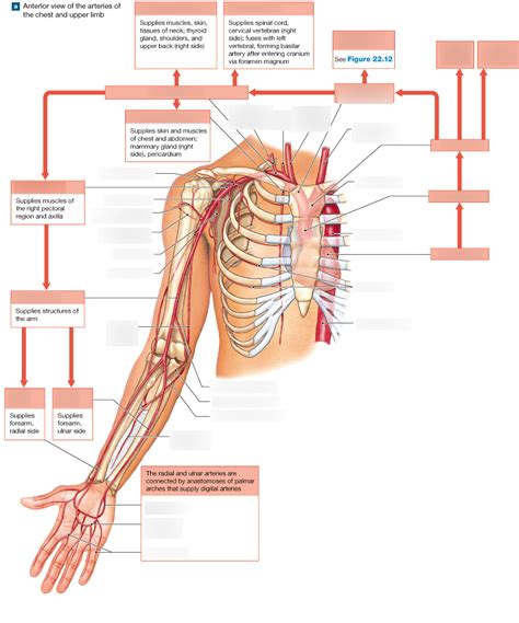 Arteries Of The Chest And Upper Limb Diagram Quizlet