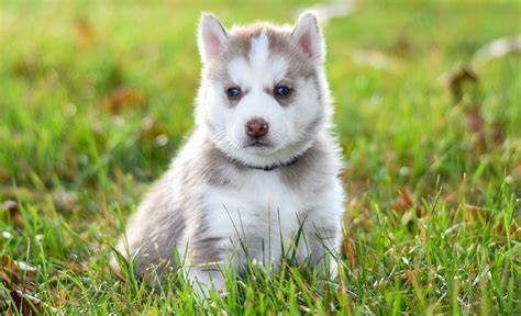 Everything You Need To Know About Husky Dogs And Husky Puppies Besttopets