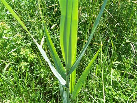 Elephant Grass - Nova Scotia Wilds