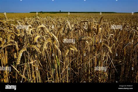 Wheatfield Hi Res Stock Photography And Images Alamy