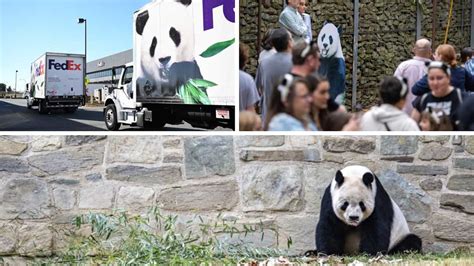 In pics | Thousands flock to Washington DC zoo to bid goodbye to giant ...