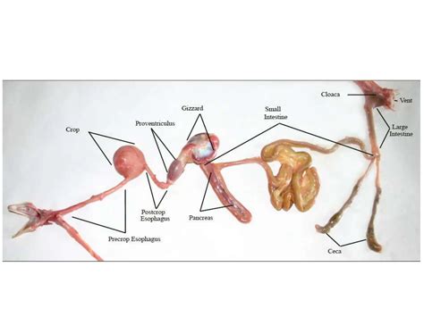 Digestion And Absorption In Ruminant And Non Ruminant Pptx