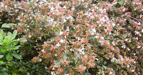 Gardens, Plants and Design : Abelia