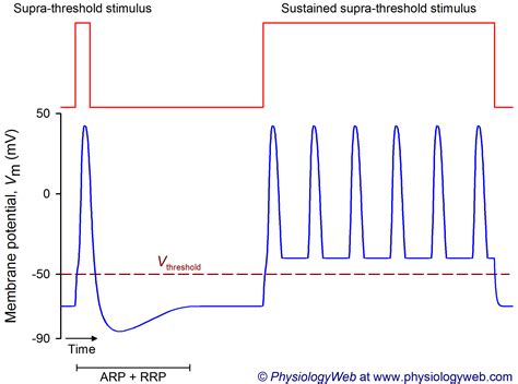 Frequency Coding In The Nervous System Supra Threshold Stimulus