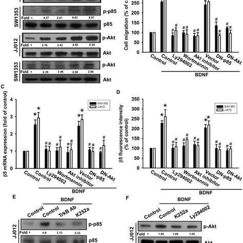 Pi K Akt Pathway Is Involved In Bdnf Induced Migration And B Integrin