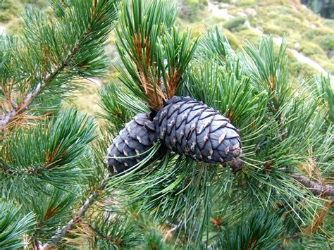 Pinus Cembra Trees And Shrubs Online