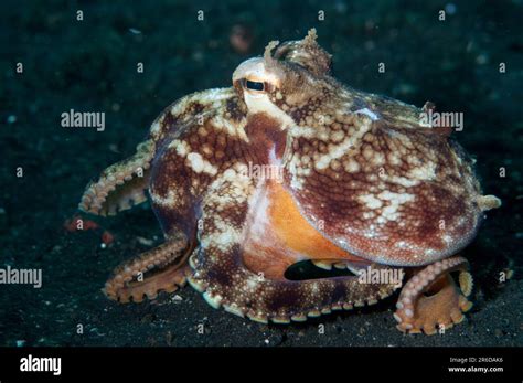 Veined Octopus Amphioctopus Marginatus Retak Larry Dive Site Lembeh