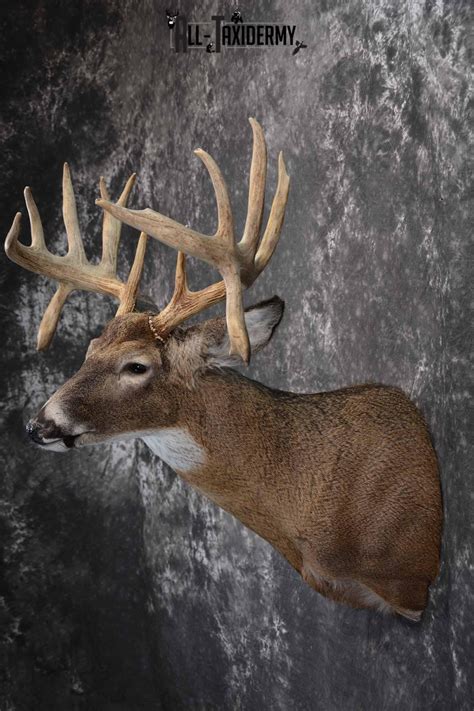 Whitetail Deer Taxidermy Shoulder Mount For Sale Sku All Taxidermy