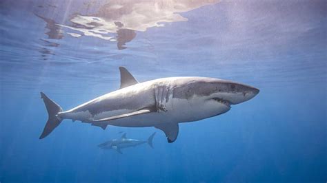 11 Foot Great White Shark Pinged Off Florida Coast