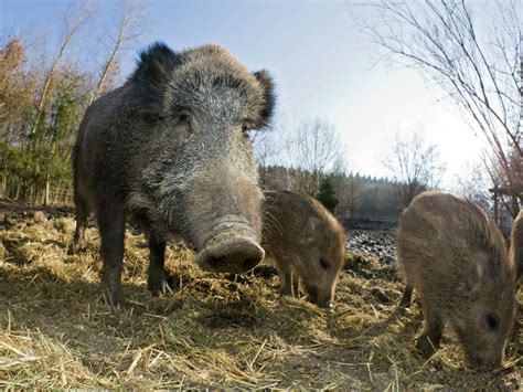 Yet Another Texas Town Under Siege From Dangerous Feral Hogs
