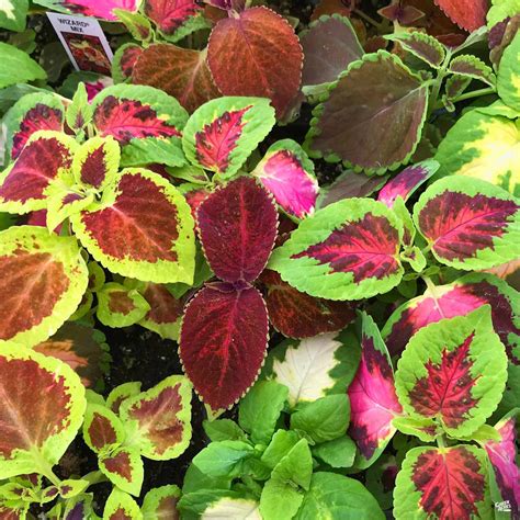 Coleus — Green Acres Nursery And Supply