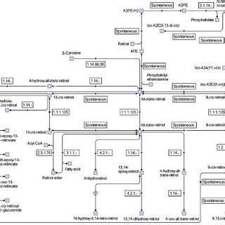 An Example Pathway Of The Reconstructed Human Metabolic Network The