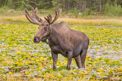 Colorado Moose Tour By Jonathan Steele Based In Walden Colorado