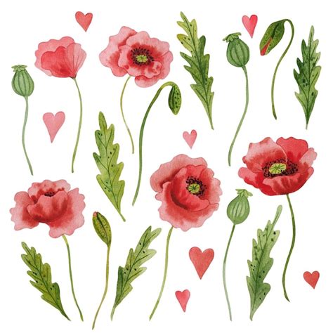 Aquarell Rote Mohnblumen Handgezeichnete Cliparts Premium Vektor