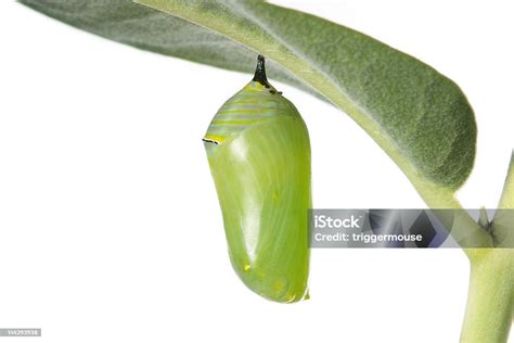 Monarch Caterpillar Cocoon On White Background Stock Photo - Download ...