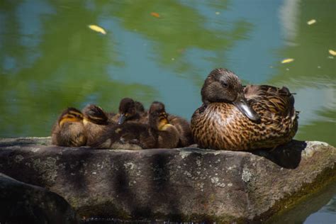 Ringed Teal Duck Photos Stock Photos, Pictures & Royalty-Free Images - iStock