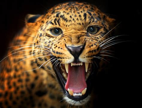 Open Mouthed Leopard Hd Wallpaper Wallpaper Flare