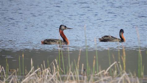 Mac Grande Hual Great Grebe Podiceps Major Youtube