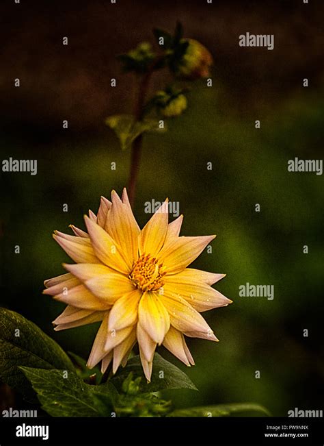 Orange Cactus Dahlia Hi Res Stock Photography And Images Alamy