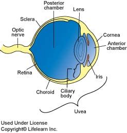 Uveitis in Dogs | VCA Animal Hospital