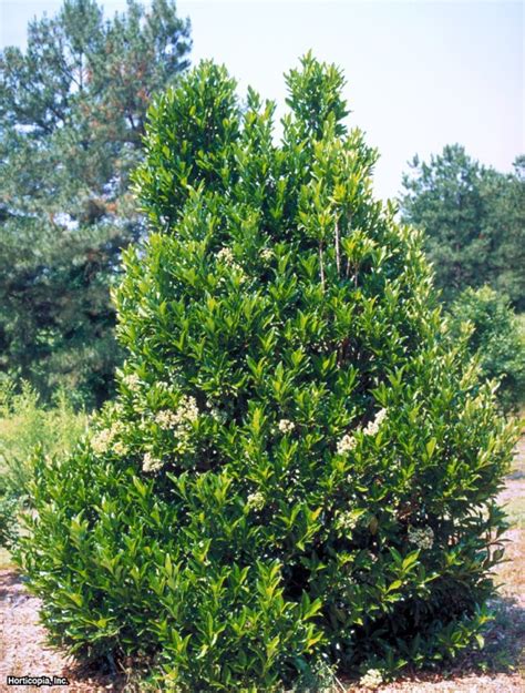 Viburnum awabuki ‘Chindo’ | Kiefer Nursery: Trees, Shrubs, Perennials