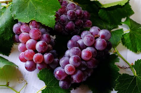 Pinot Noir Conhe A Uma Das Uvas Mais Antigas Do Mundo Winepedia