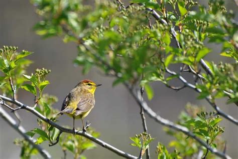 Elusive Spring Warbler Focusing On Wildlife