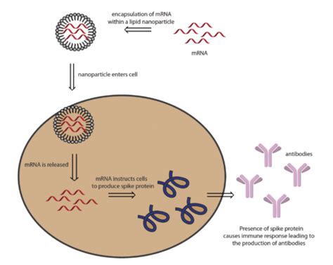 Mrna Vaccine Patent Landscape For Nih Moderna Vaccine Public